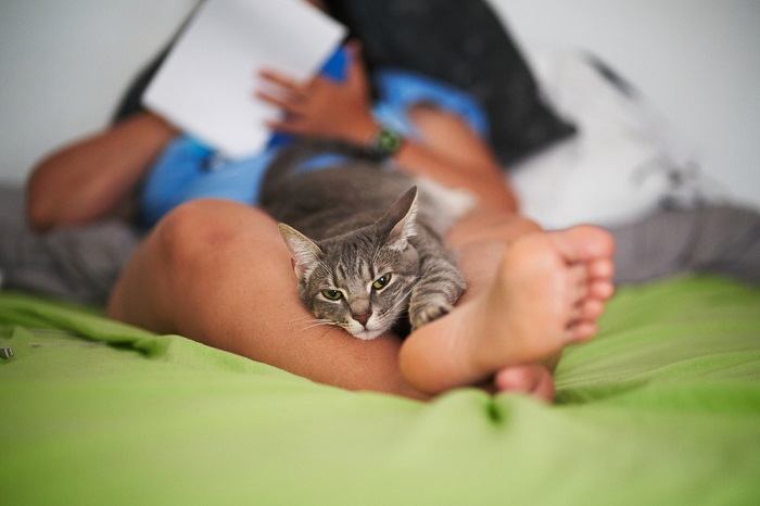 Un chat satisfait se reposant confortablement entre les jambes d'une personne, profitant de la chaleur et de la compagnie dans une position détendue et confortable.