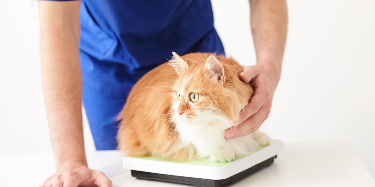 Une image représentant un chat qui perd visiblement du poids, avec une diminution notable de son état corporel, ce qui peut indiquer des problèmes de santé sous-jacents. L'image souligne l'importance de surveiller le poids du chat et de consulter un vétérinaire si la perte de poids persiste.