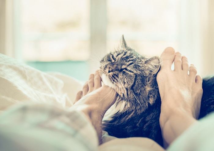 Une image sérieuse représentant un chat en détresse, tenant une de ses pattes avec une expression inquiète, suggérant la présence d'un problème médical potentiel qui nécessite une attention particulière.