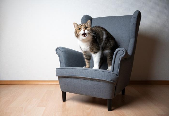 Photo d'un chat curieux et vocal, émettant un son « nouveau » attachant, tout en affichant sa personnalité charmante et expressive.