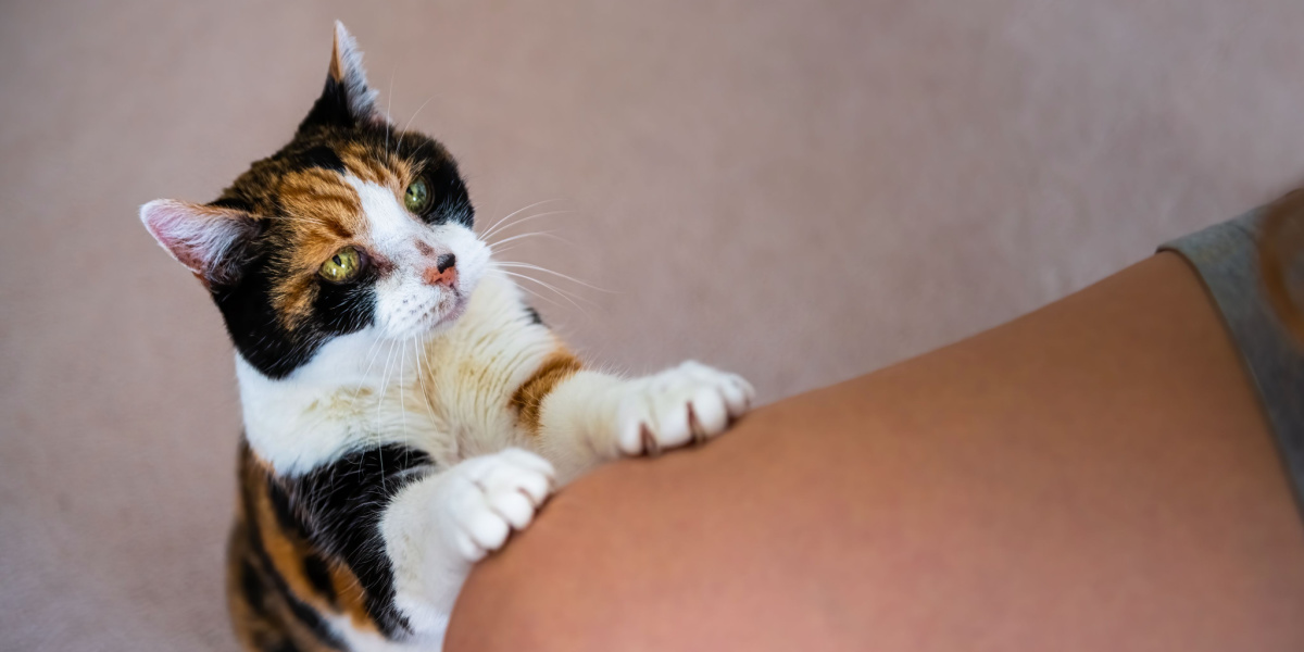 Chat debout et posant ses pattes sur la cuisse de quelqu'un