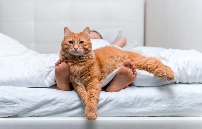 Un chat énergique qui bondit avec enthousiasme et joue avec les pieds d'une personne, mettant en valeur sa nature ludique et vivante.