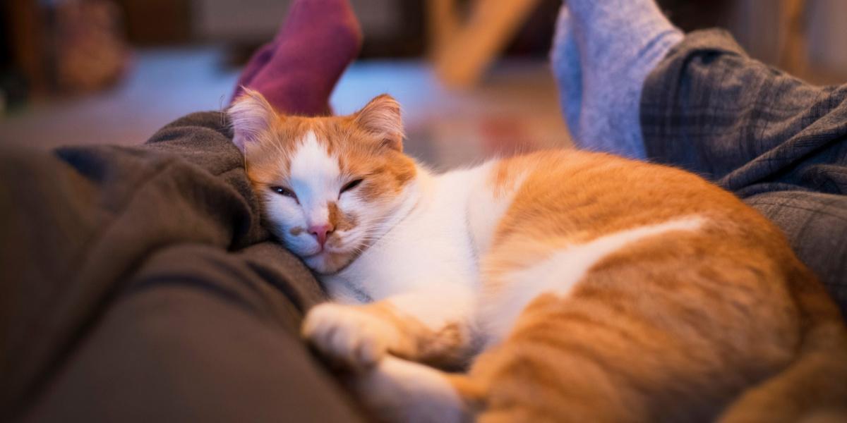 Chat dormant paisiblement entre un couple.