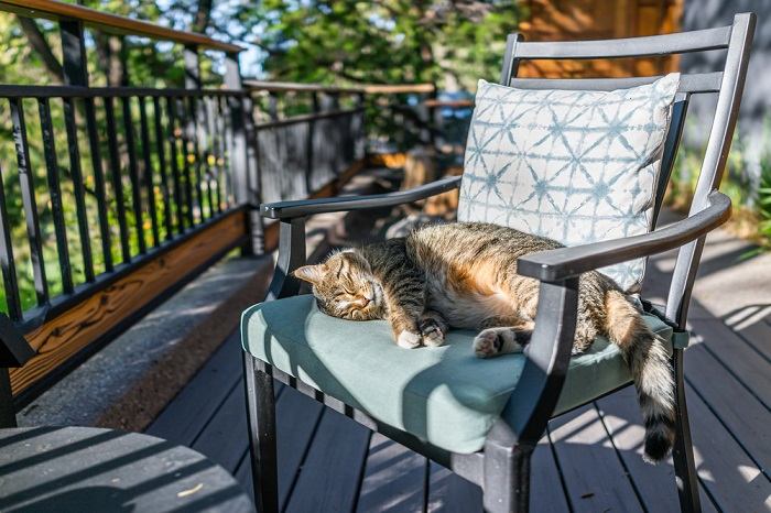 Chat qui dort sur une chaise.