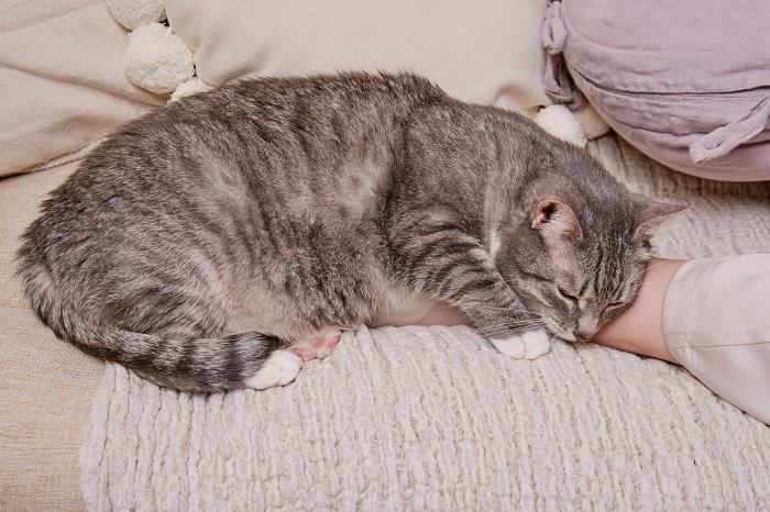 Une scène paisible montrant un chat endormi confortablement niché entre les jambes d'une personne, profitant d'une sieste réparatrice dans une position sûre et confortable.