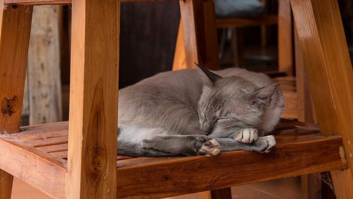 Un chat dormant confortablement sous une chaise en bois, profitant d'un endroit confortable et abrité pour se reposer.