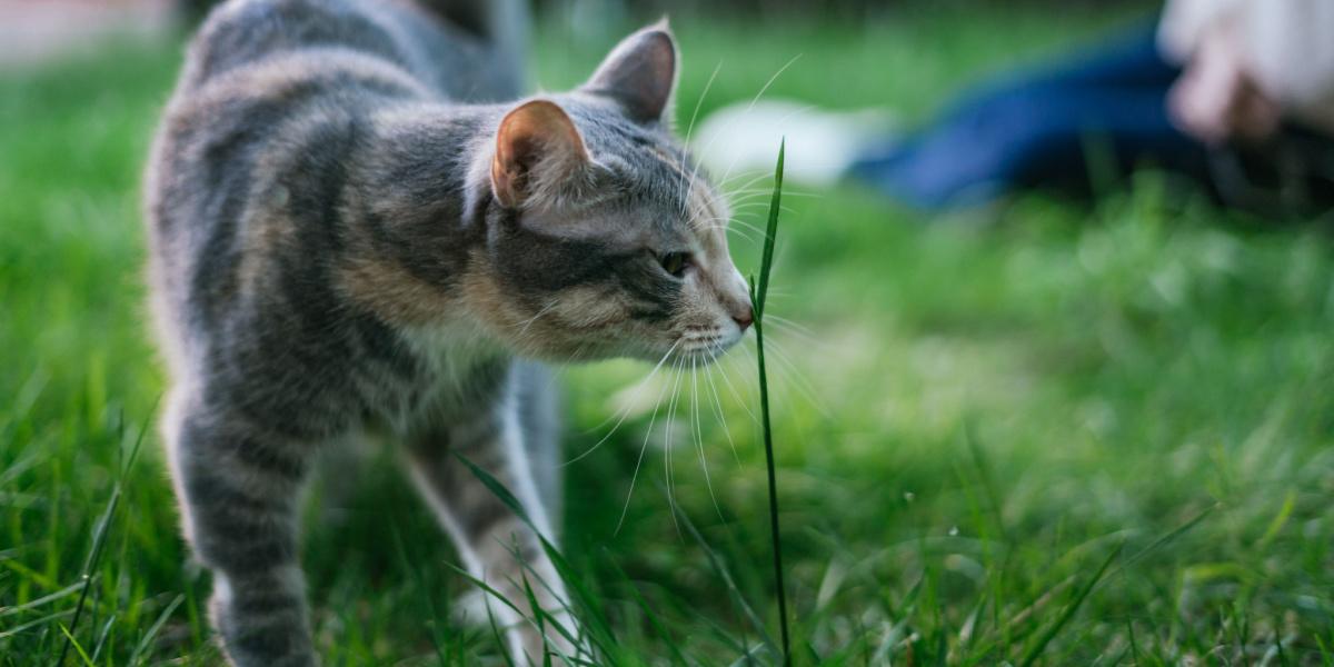 Une image capturant un chat inhalant profondément l'odeur d'un brin d'herbe, mettant en valeur son sens aigu de l'odorat et sa curiosité naturelle envers le monde qui l'entoure