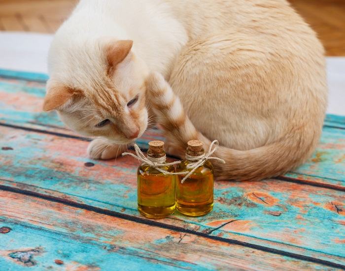 les odeurs que votre chat déteste