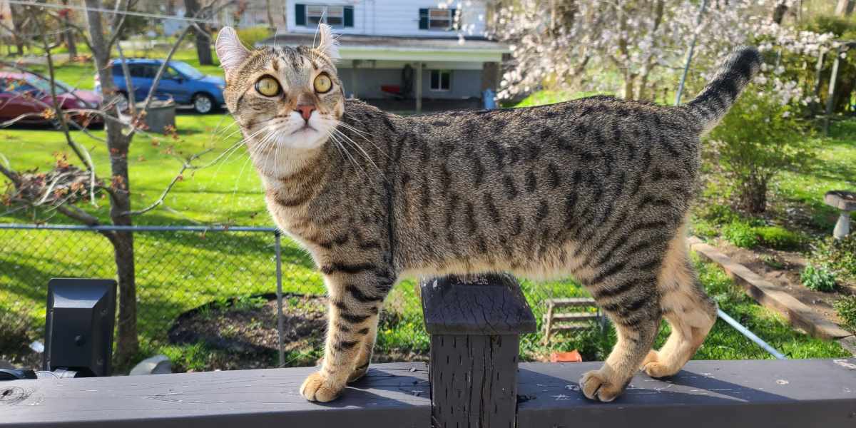 Un chat se promenant tranquillement sur une terrasse ou un espace extérieur.