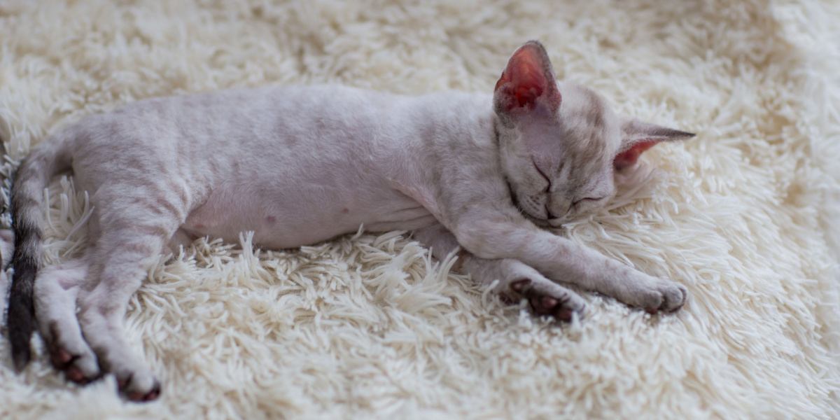 Un chat de race Devon Rex dormant paisiblement, mettant en valeur son apparence unique et sa charmante pose de sommeil.