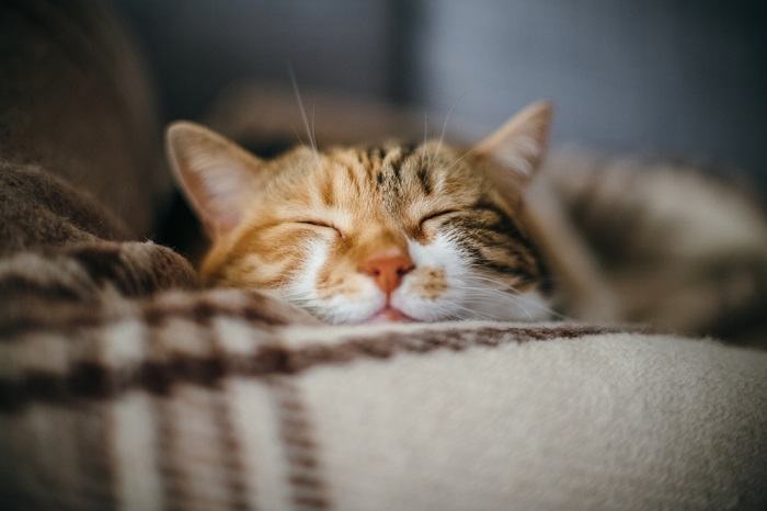 Chat qui somnole sur le bord du canapé