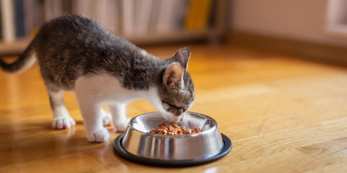 Un chaton mange avec enthousiasme dans une gamelle. L'image capture la vue adorable d'un jeune chat savourant son repas, mettant en valeur l'acte essentiel de se nourrir.