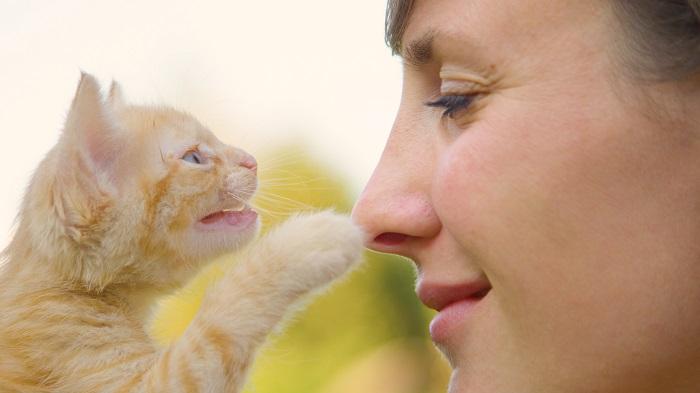 Un petit chaton caresse le nez d'une femme