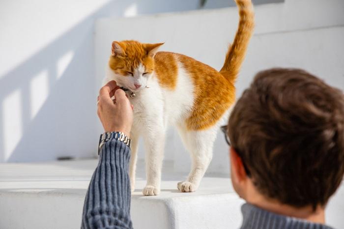 Une image représentant un homme et un chat, montrant peut-être une interaction réconfortante entre un humain et un compagnon félin.