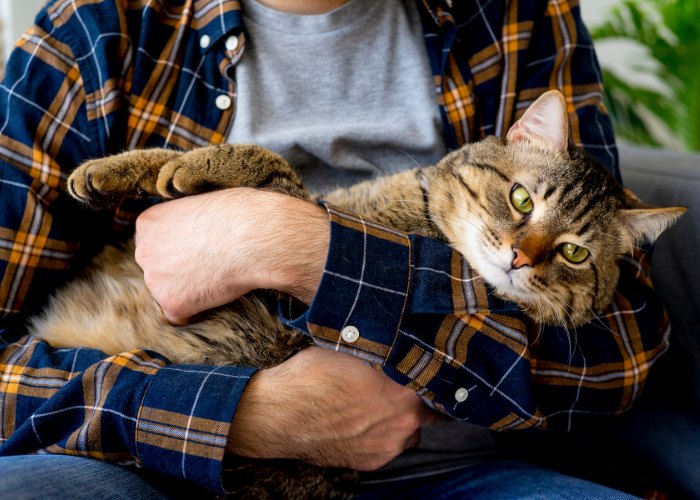 Photo d'un homme tenant doucement son chat dans ses bras, tous deux semblant à l'aise et formant une connexion étroite dans un cadre confortable.