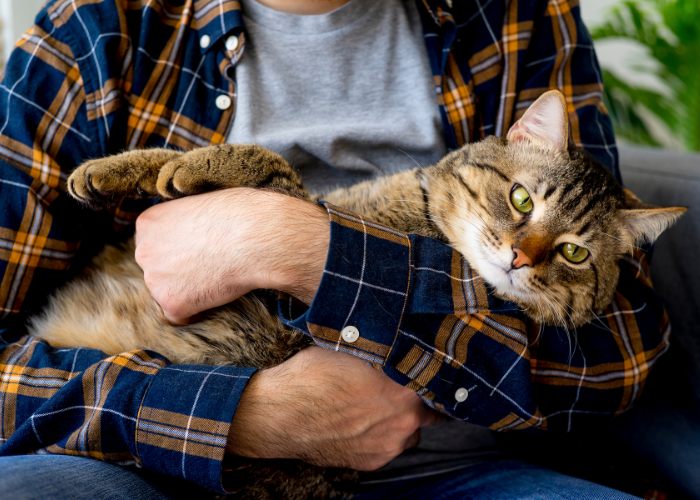 Une image représentant un homme tenant doucement un chat dans ses bras.