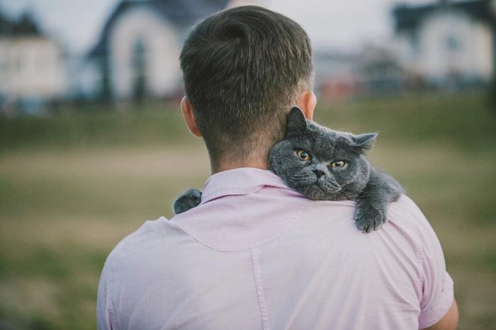 Un chat British Shorthair posé sur l'épaule d'un homme