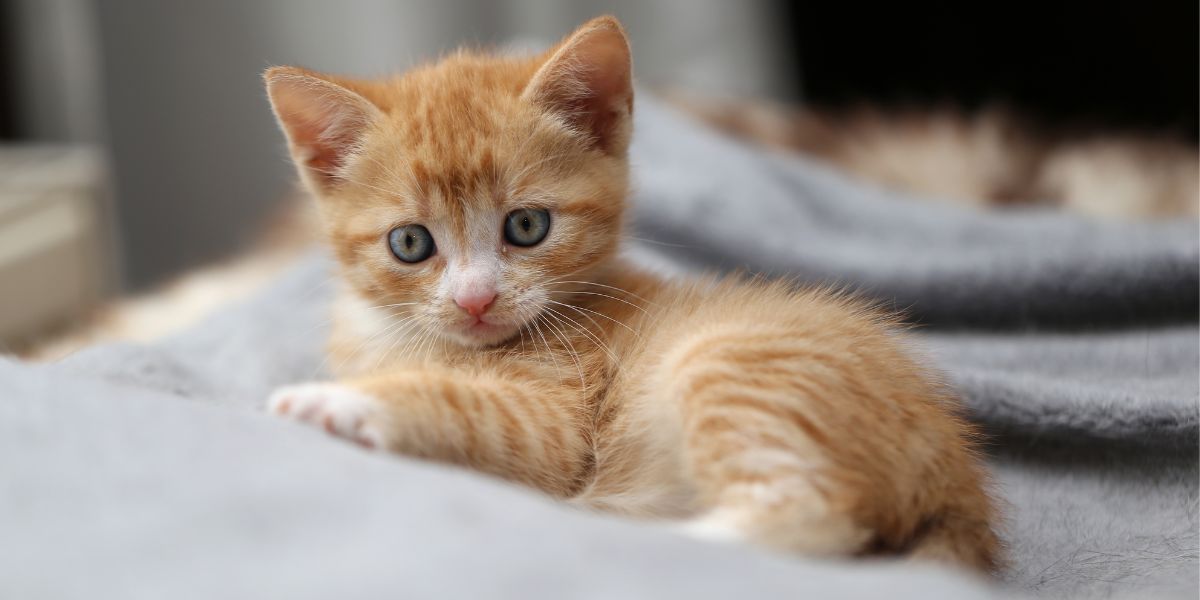 L'image présente un adorable nouveau chaton, les yeux écarquillés de curiosité et d'espièglerie.