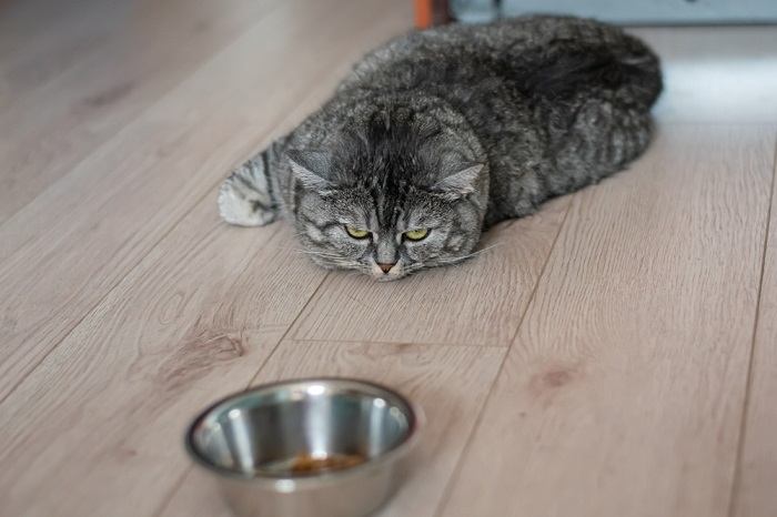 Image représentant un chat qui montre des signes d'inactivité, avec un appétit diminué, probablement dû à divers facteurs de santé ou de comportement. L'image reflète l'importance de surveiller les habitudes alimentaires d'un chat et de rechercher des soins appropriés si les changements d'appétit persistent.