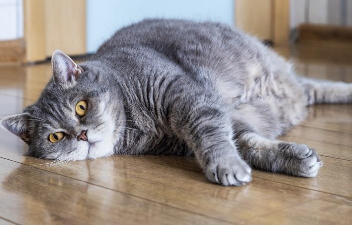 Chat en surpoids se reposant confortablement, mettant en valeur sa taille et soulignant l’importance de gérer un poids santé pour le bien-être félin.