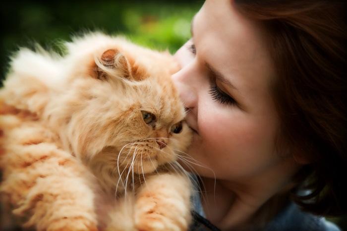 Photo d'un chat persan à côté d'une femme, soulignant l'élégance et la beauté de cette race féline, ainsi que l'affection entre le chat et son propriétaire.