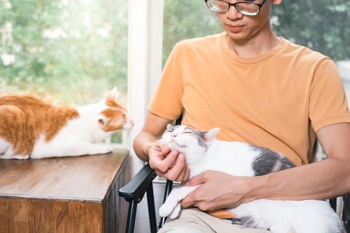 Instantané d'une personne caressant tendrement un chat, mettant en valeur un moment de connexion et d'affection entre l'humain et le félin.