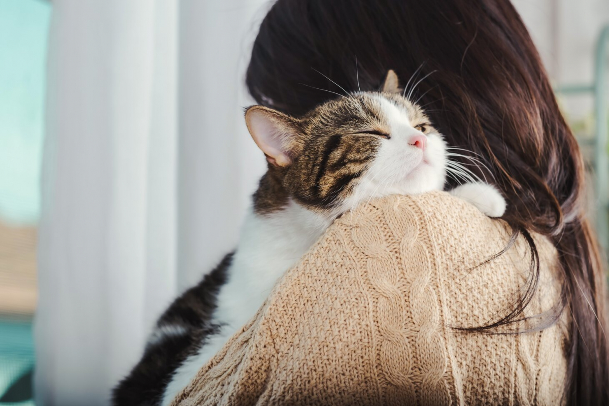 les chats sont-ils possessifs