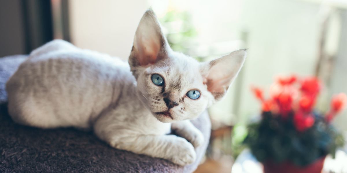 Un superbe chat Devon Rex avec une fourrure lisse et ondulée et des yeux captivants, posant gracieusement.