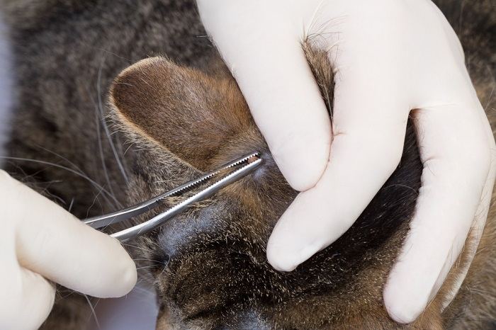 Une personne extrait une tique de la peau d'un chat à l'aide d'une pince à épiler