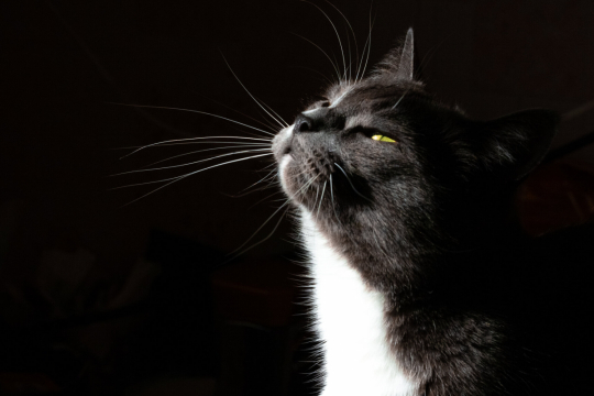 Quelles odeurs les chats détestent-ils ? Cette liste pourrait vous surprendre.