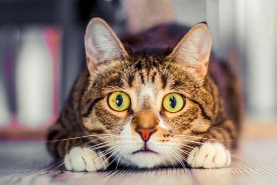 7 sons que les chats détestent et que vous devriez éviter.