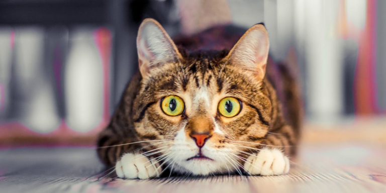 7 sons que les chats détestent et que vous devriez éviter.