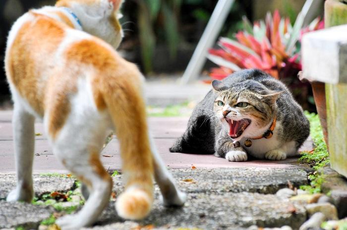 L'image capture un moment tendu alors que deux chats se battent.