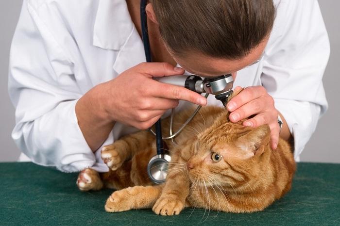 Image montrant un vétérinaire vérifiant l'oreille d'un chat.