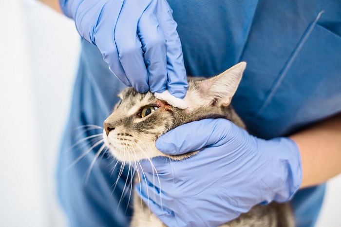 Frotter la tête d'un chat pour la nettoyer