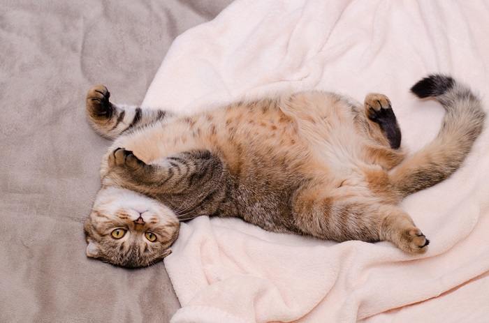 Charmant chat Scottish Fold aux oreilles repliées caractéristiques. L'image met en valeur l'apparence unique de cette race, connue pour ses adorables oreilles repliées.