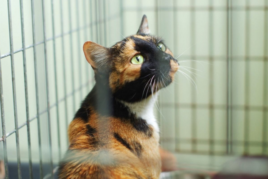 10 questions clés à poser avant d'adopter un nouveau chat