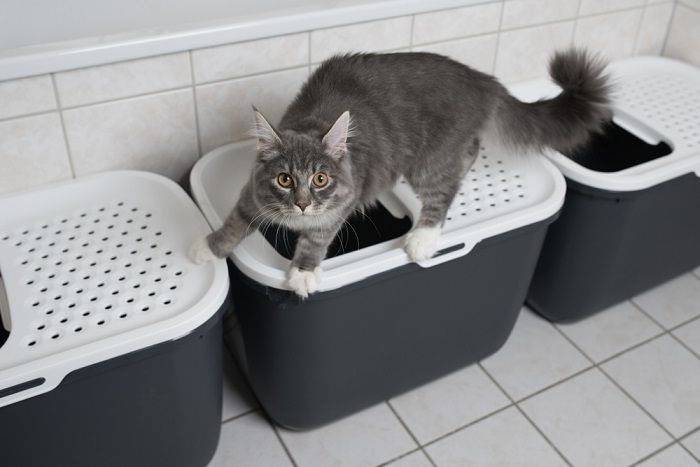 chaton Maine Coon tabby bleu debout sur la litière pour chat à entrée supérieure dans la salle de bain