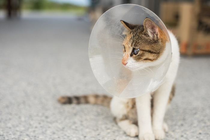 Chat avec un cône sur la tête