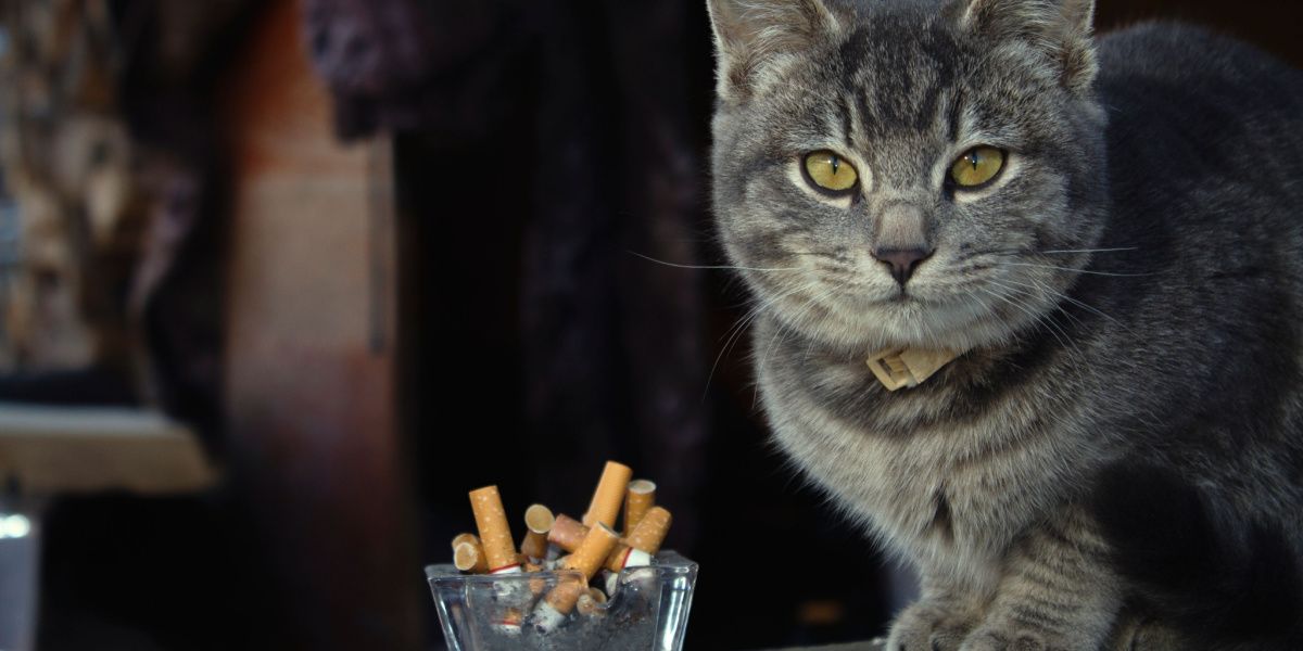 Un chat près d'une cigarette, illustrant le thème des chats inhalant potentiellement de la fumée.