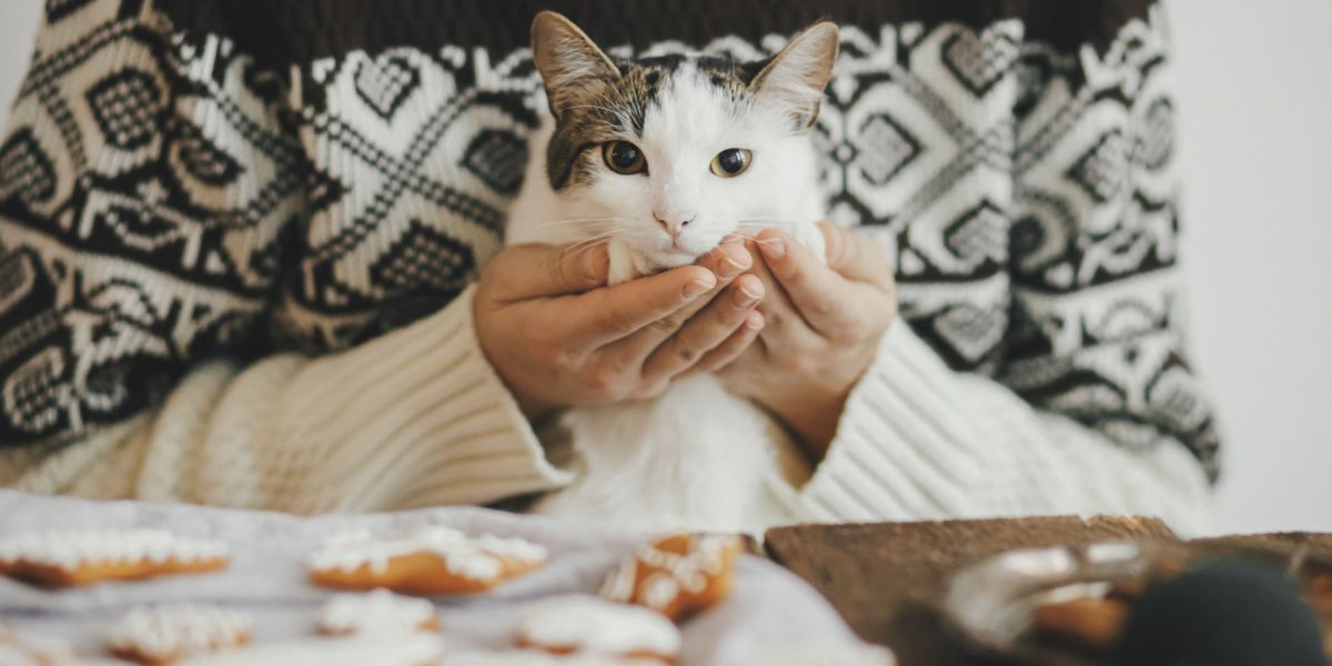 Chat curieux près d'une assiette de biscuits, manifestant de l'intérêt pour l'environnement et peut-être pour l'arôme tentant des friandises.