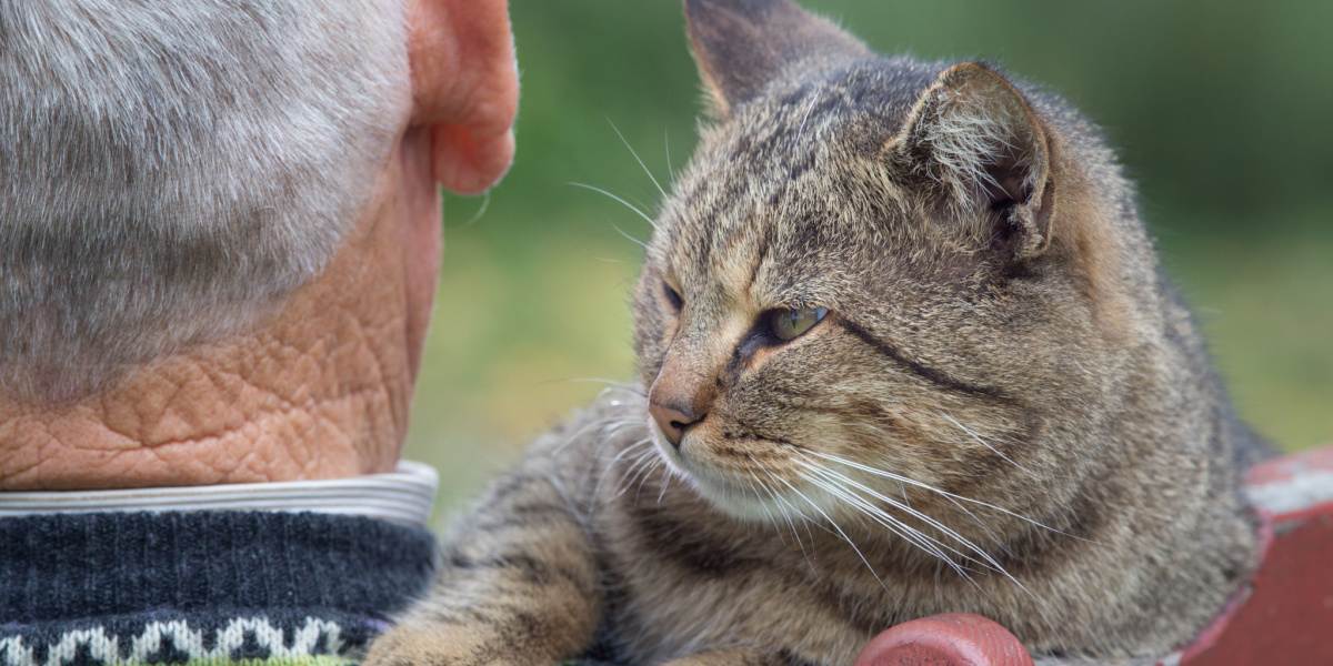 Une image représentant une interaction réconfortante entre un chat et un homme âgé.