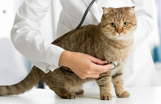 À quelle fréquence votre chat doit-il consulter le vétérinaire ?