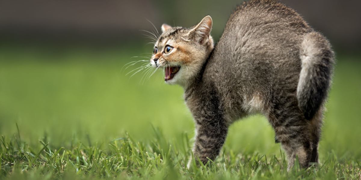 Une image d'un chat arquant le dos.