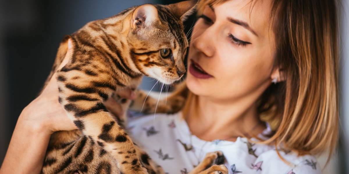 Chat avec une expression alerte et attentive