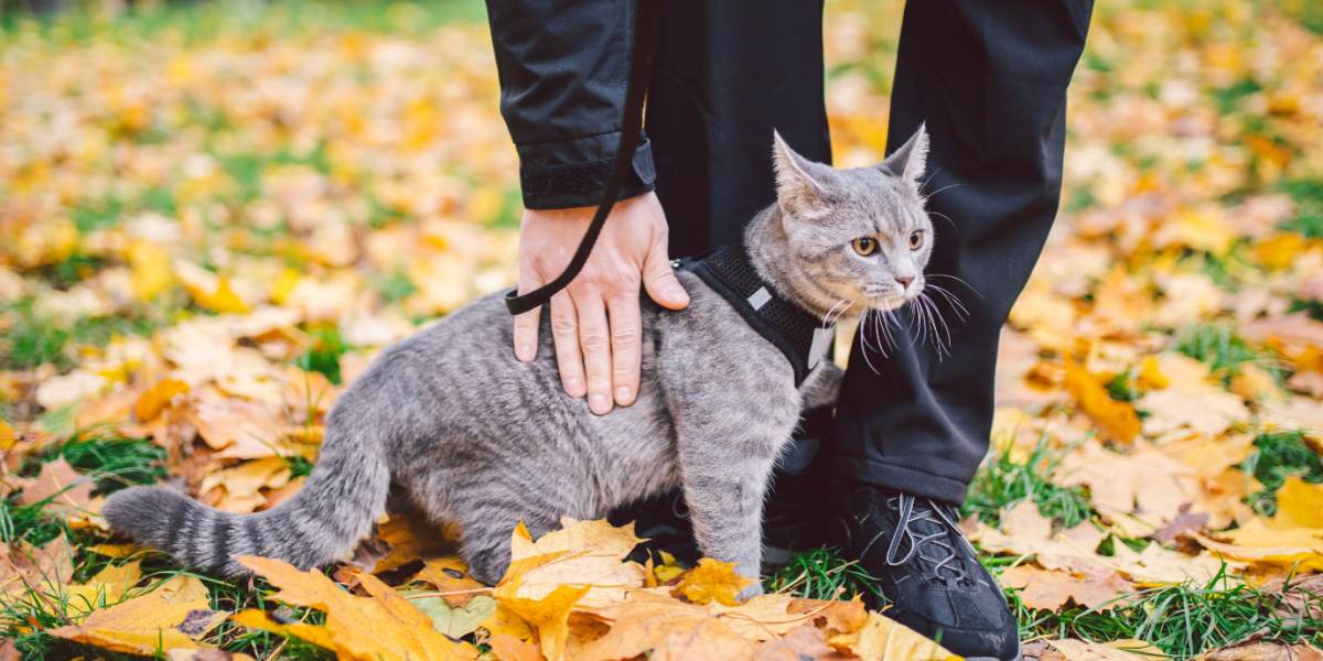 Problèmes de comportement du chat image en vedette