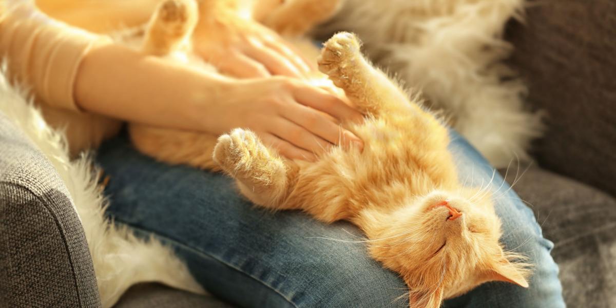 Un chat satisfait se fait caresser le ventre, les yeux fermés. L'image montre un félin détendu qui savoure ce geste affectueux.