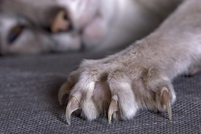 Gros plan d'une griffe étendue d'un chat.