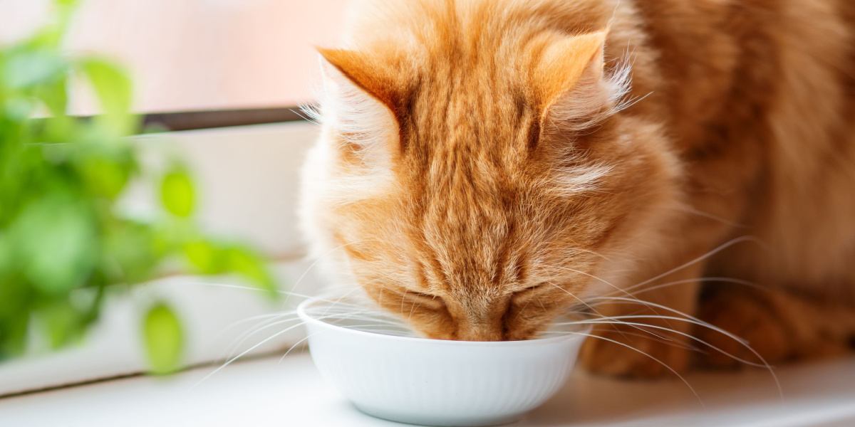 Un chat boit de l'eau dans un bol.