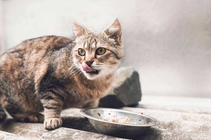 Image suggérant un chat avec la bouche sèche, soulignant l’inconfort potentiel ou les problèmes de santé liés à l’hydratation ou aux problèmes médicaux sous-jacents.